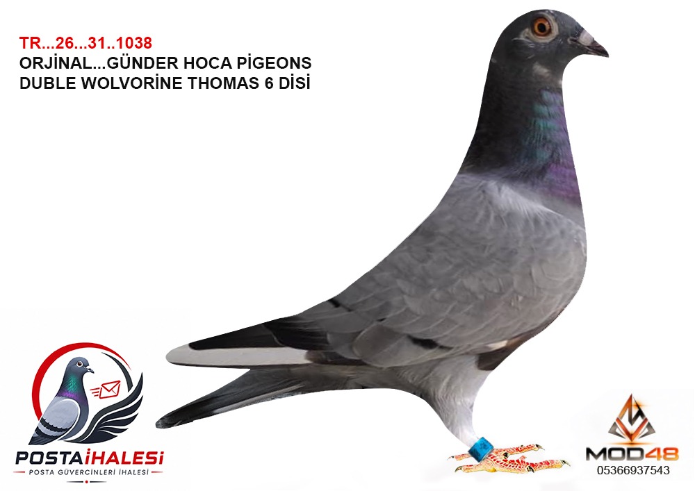 TR-26-31-1038 WOLVORİNE& THOMAS6