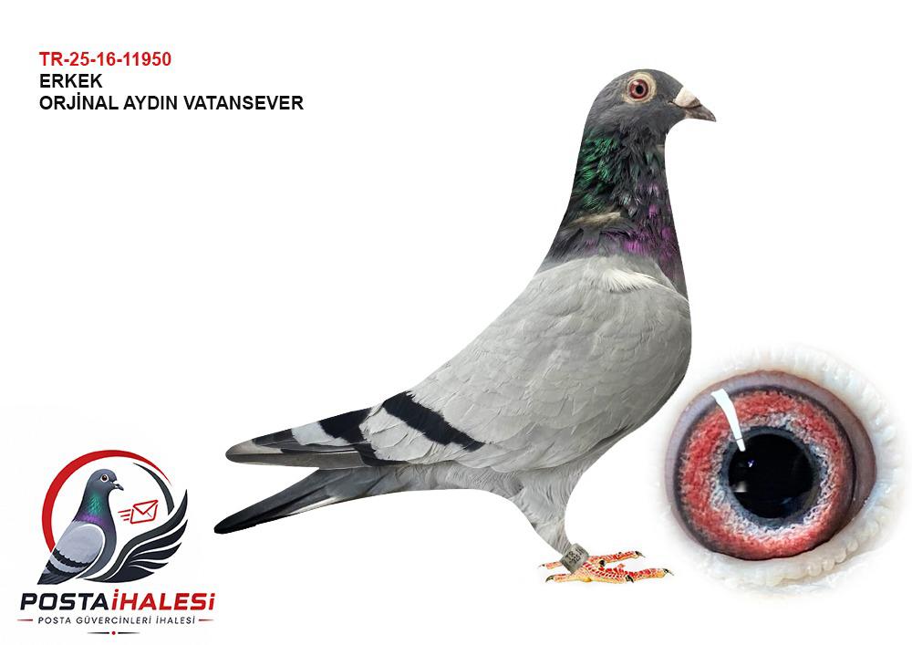 TR-25-16-11950 AYDIN VATANSEVER