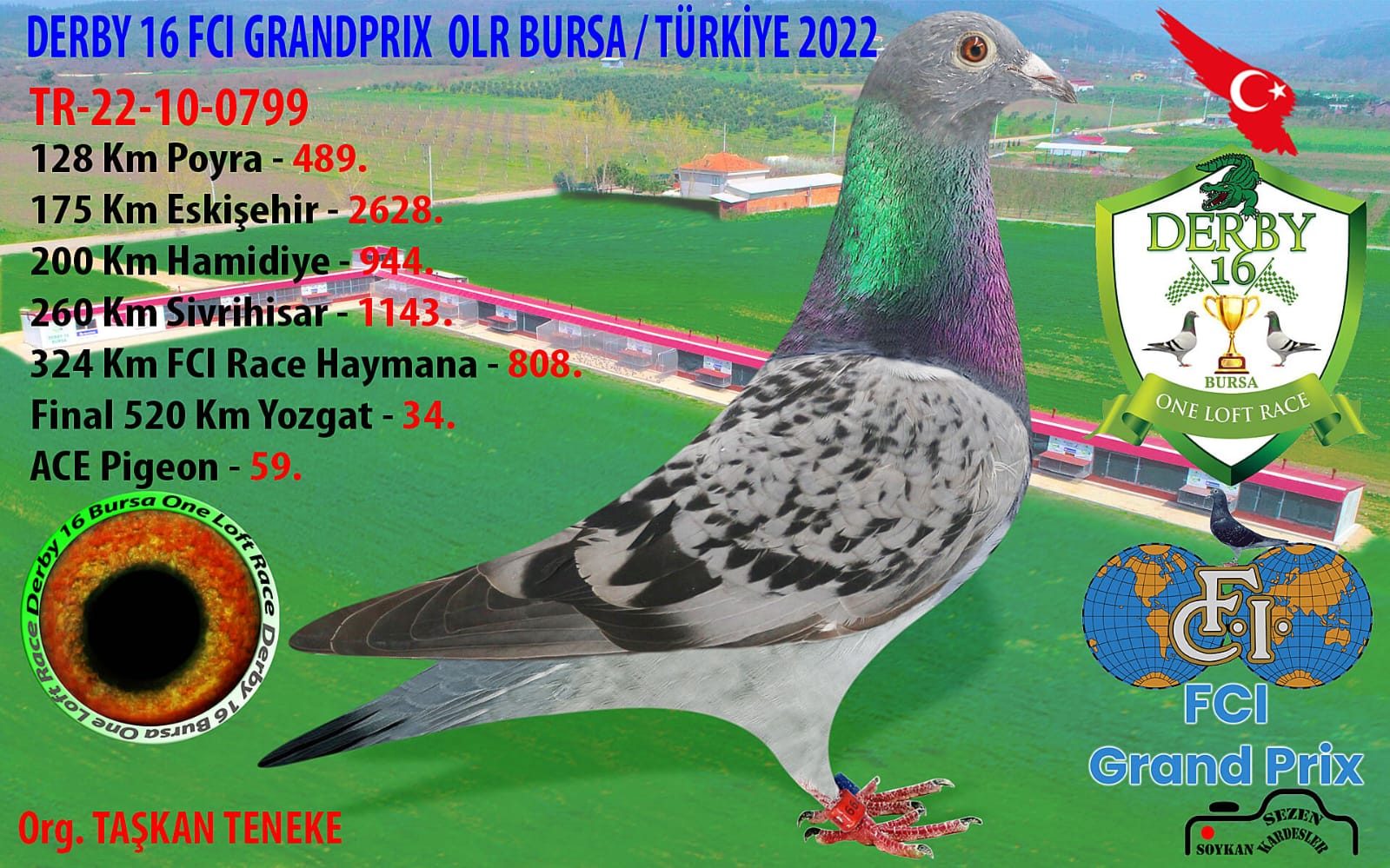 TR 22 10-0799 050- KİNG OF VENLO -MESSİ 520 KM 34 ACE 59