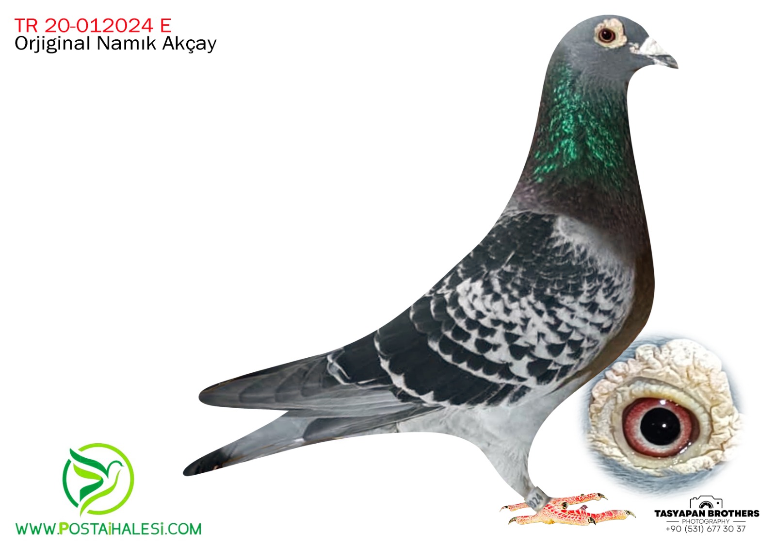 TR-20-012024 NAMIK AKÇAY  JAN.V.D.PASCH&HOREMANS STFAN RED