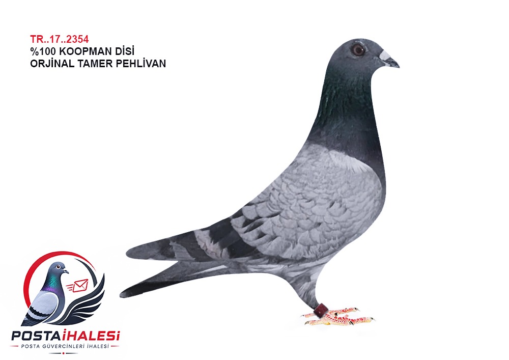 TR-17-2354 % 100 KOOPMAN 