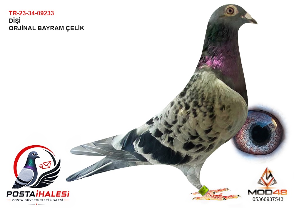 TR-23-34-09233 BAYRAM ÇELİK