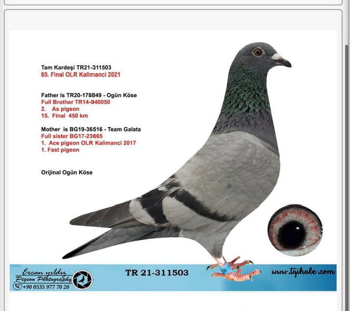 TR-21-311503 OGÜN KÖSE