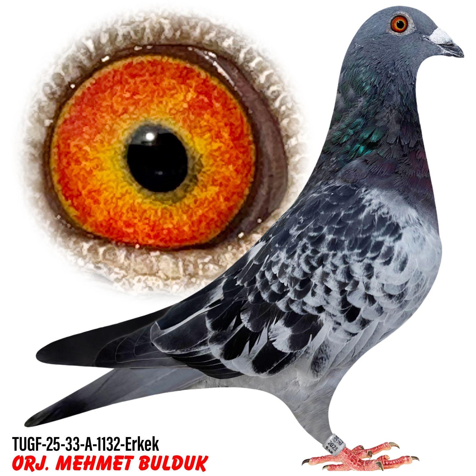 TUGF-25-33-A-1132 MEHMET BULDUK