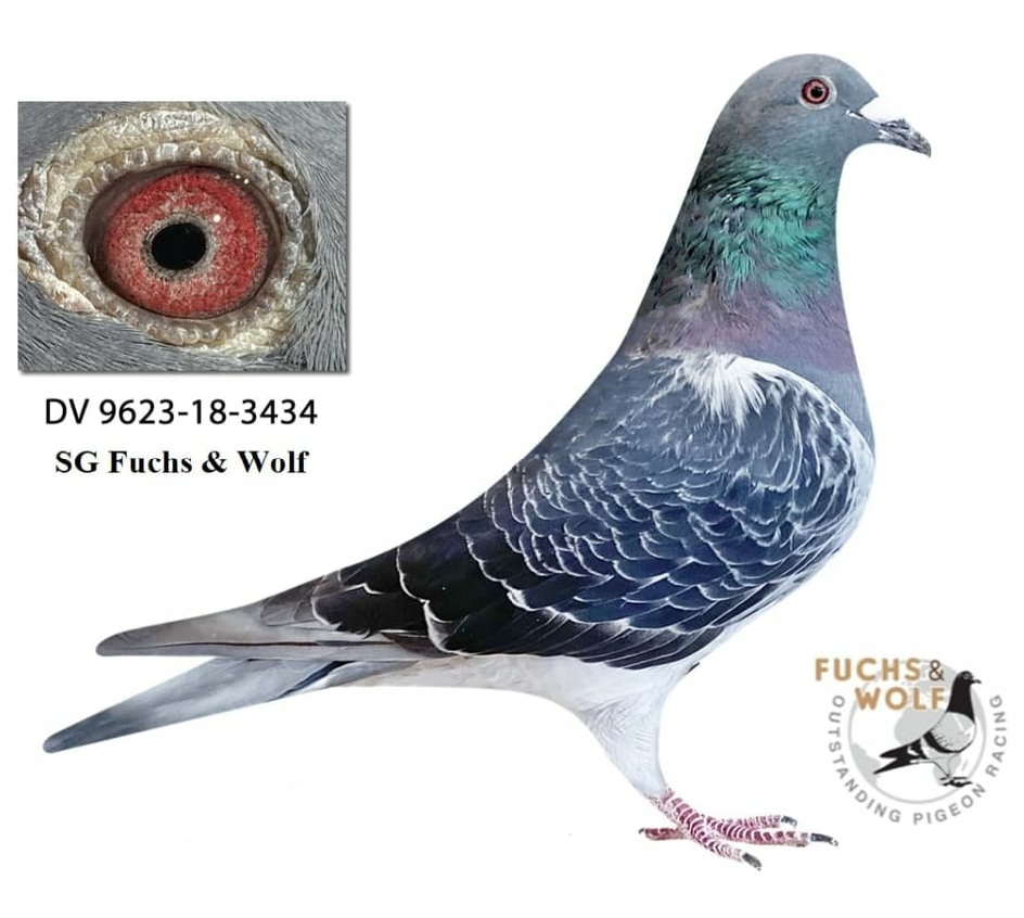 DV-9623-18-3434  SG FUCHS & WOLF&HARDY KRUGER BLACK POWER 562 KM 134 CÜSİ 4336  P