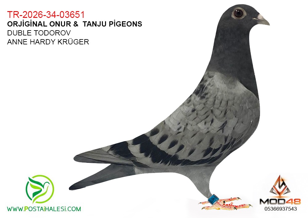 TR-26-34-03651--DUBLE TODOROW_DUBLE HARDY KRÜGER