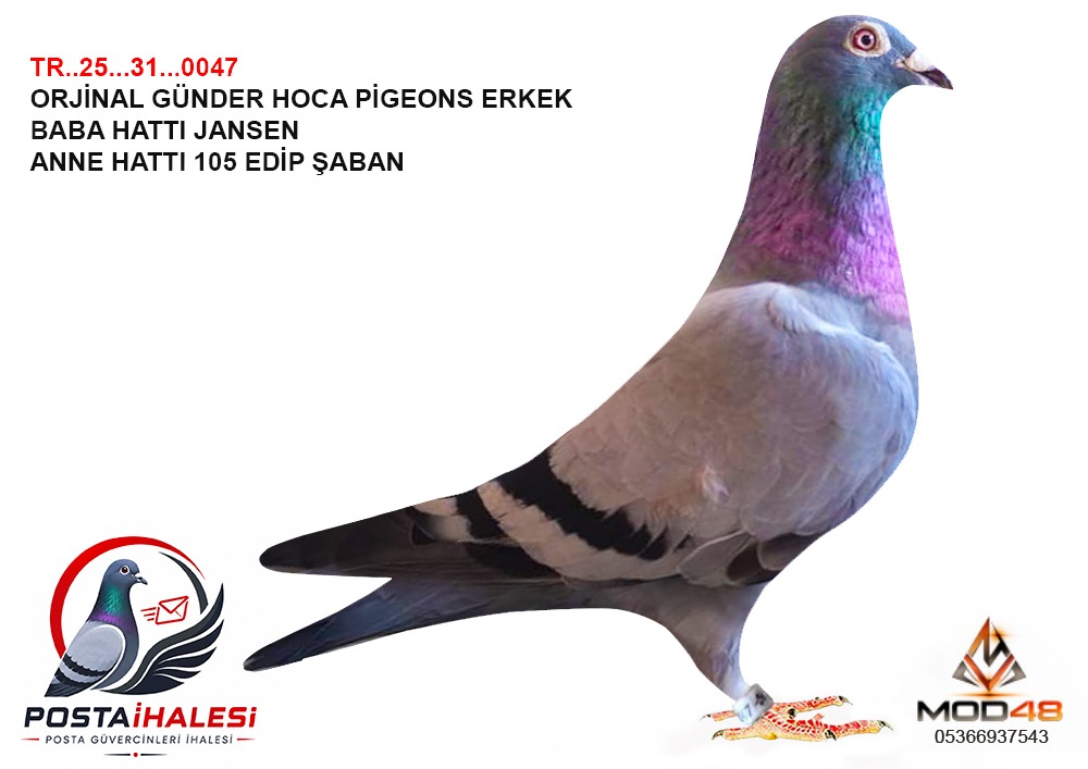 TR-25-31-0047 JANSEN &EDİP ŞABAN 105