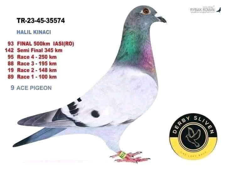 TR-23-45-35574 DERBY SLİVEN FİNAL 93 ACE 9 KUPALI