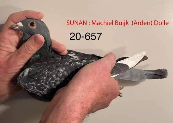 NL-20-1759657 %100  MACHİEL BUİJK