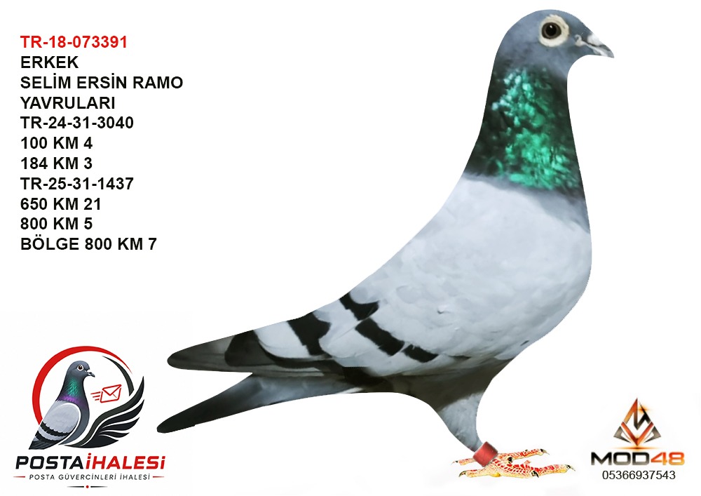 TGF-18-073391 SELİM ERSİN RAMO