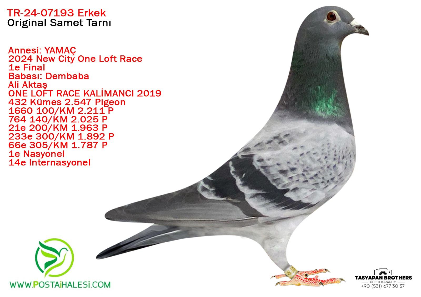 TR-24-07193 DEMBABA&1 ACE NASYONEL 14  İNTER NASYONEL&YAMAÇ NEV CİTY FİNAL ŞAMPİYONU