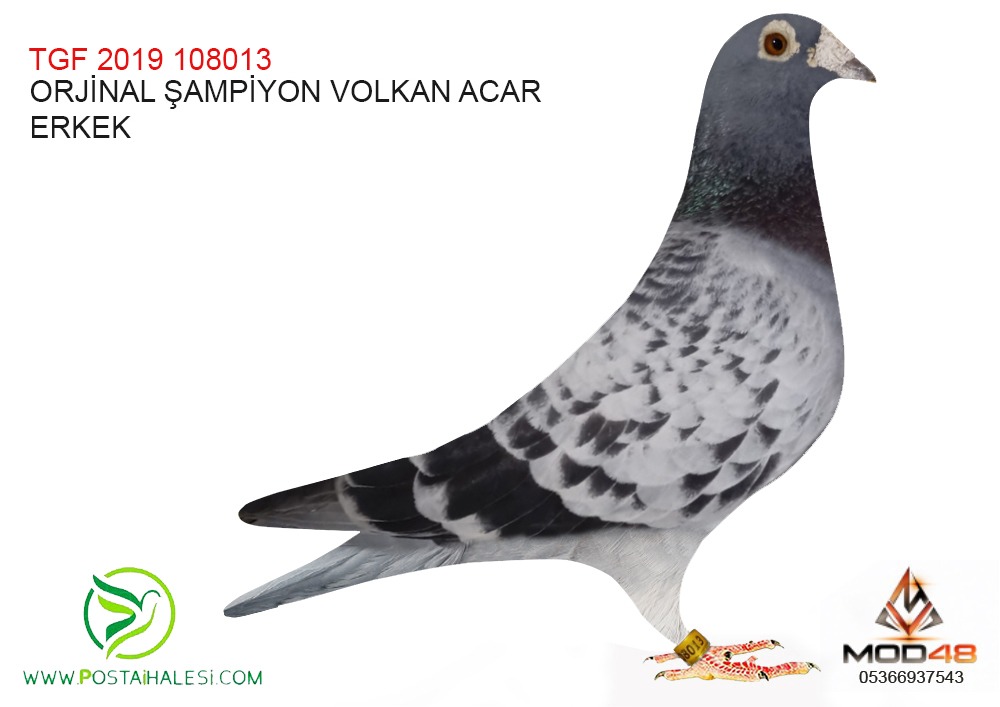 TGF-19-108013 ORJNAL VOLKAN ACAR
