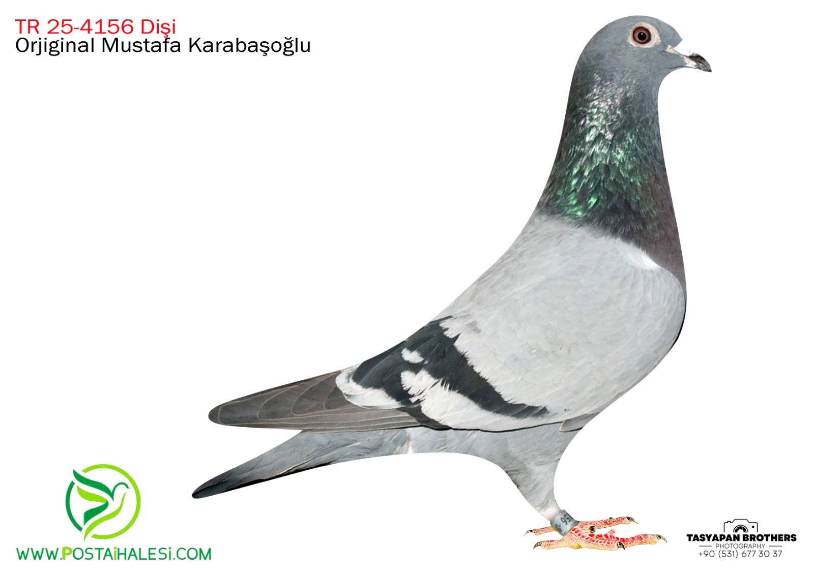 TR-25-4156 EDİP ŞABAN 105 ROMARİO&050