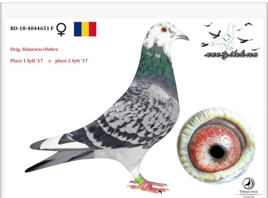 RO-18-4044651 ROMARİO-A.U.M KLAAS