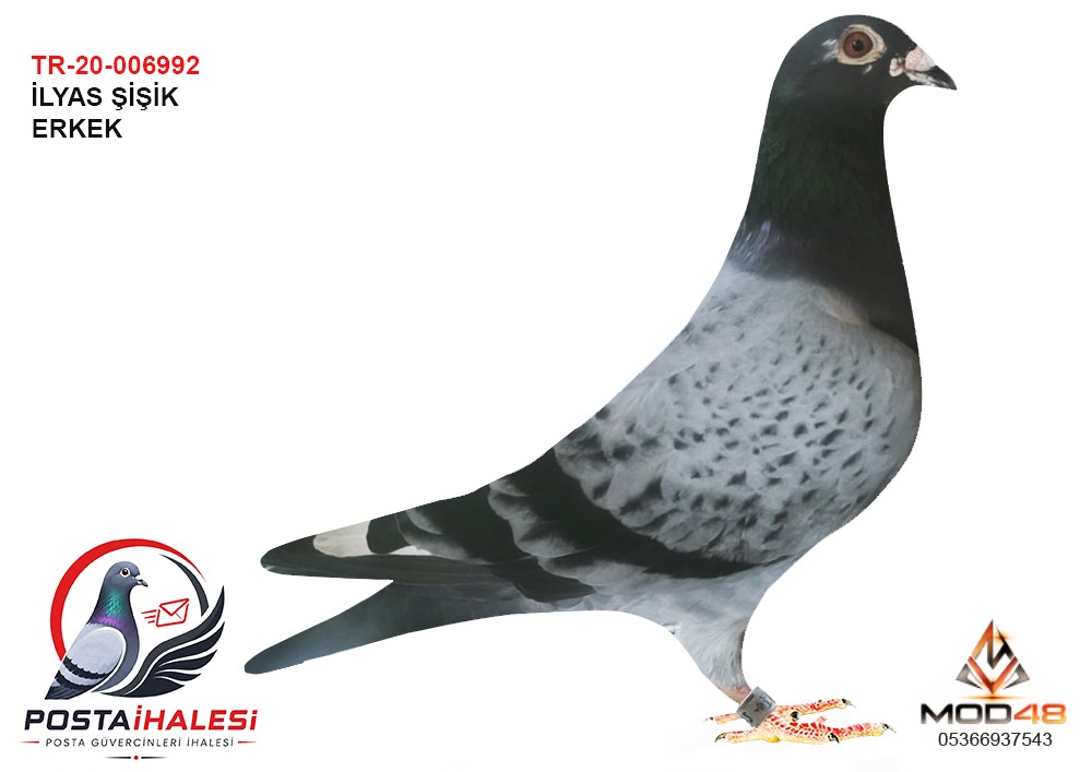 TR20-006992 İLYAZ ŞİŞİK