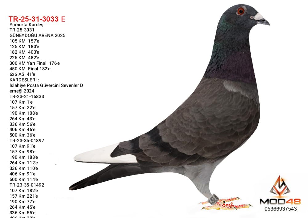 TR-25-31-3033 MUHAMMET YENER