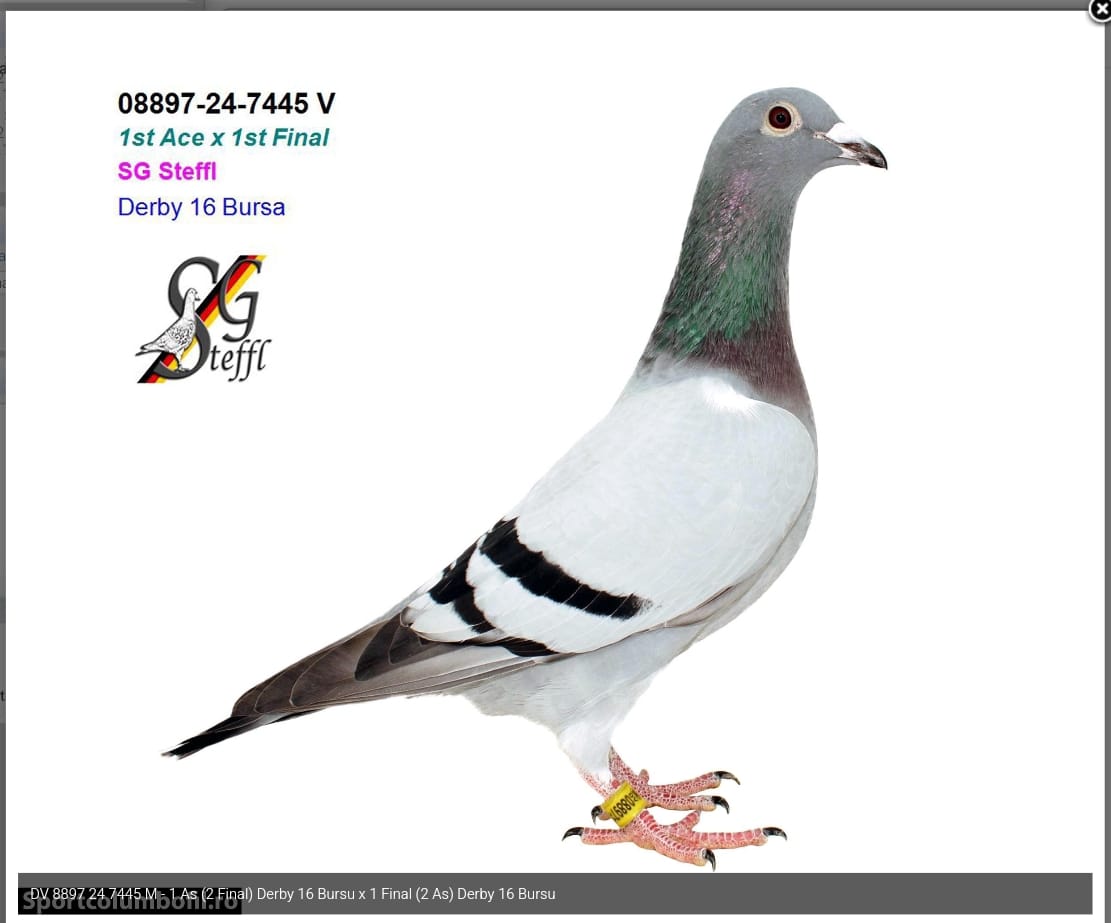 DV 08897-24-7445 BABASI ÖMER REYİS FİNAL 2 ACE 1 ANNESİ GÖK BÖRÜ FİNAL 1 ACE 2