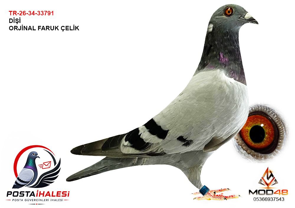 TR-26-34-33791 FARUK ÇELİK