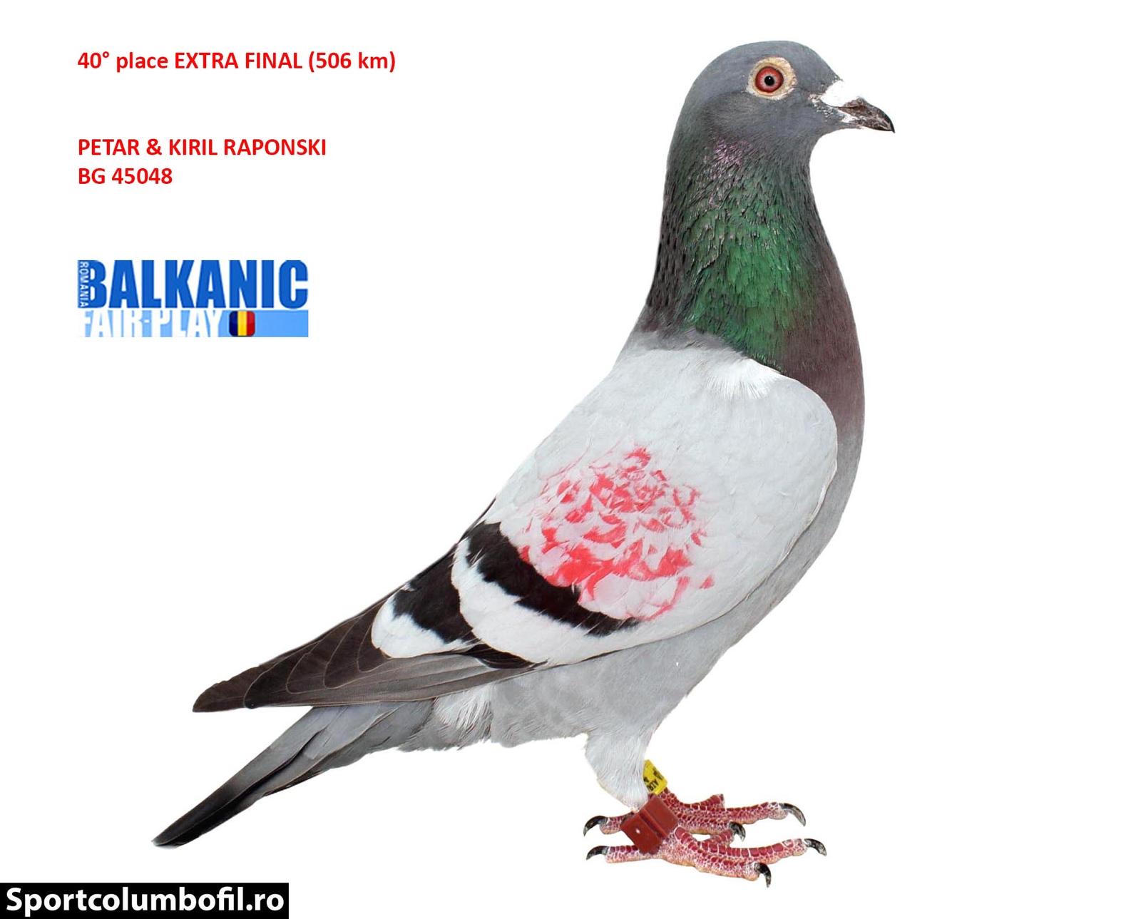 BG-24-45048 JULİA BLACK NİGHT TORUNU KENDİSİ 505 KM FİNAL 40 YAVRUSU MANİSA ARENADA FİNAL 6