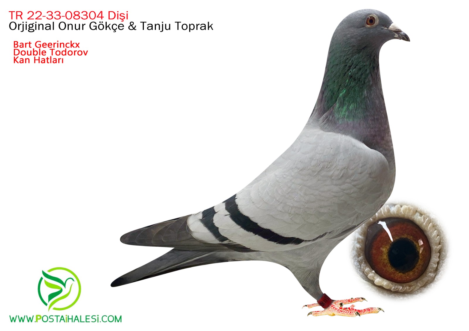 TR-22-33-08304 Bart Geerinckx-Double Todorov