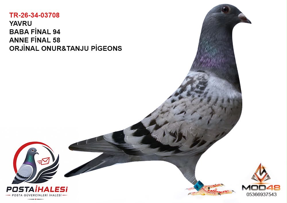 TR-26-34-03708 BABASİ FİNAL 94 ANNESİ FİNAL 58