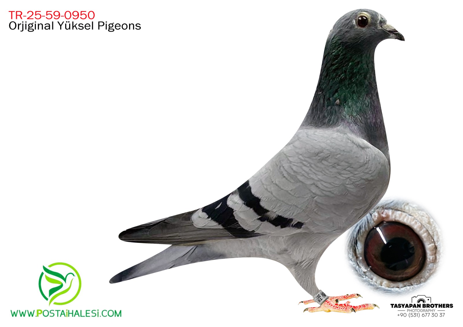 TR-25-59-0950 SCHAERLAECKENS & ROMARİO HURRİCAN