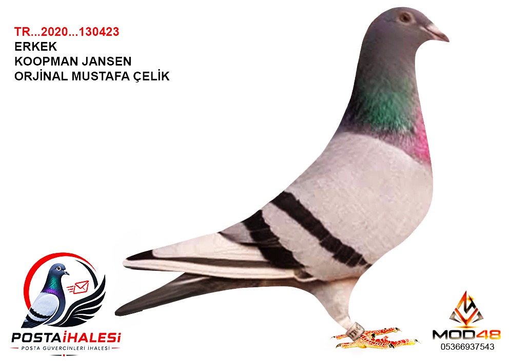 TR-2020-130423 KOOPMAN JANSEN  MUSTAFA ÇELİK