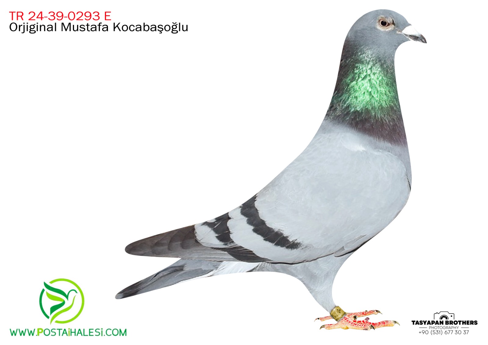 TR-24-39-0293 DRAPPA&PUTMAN