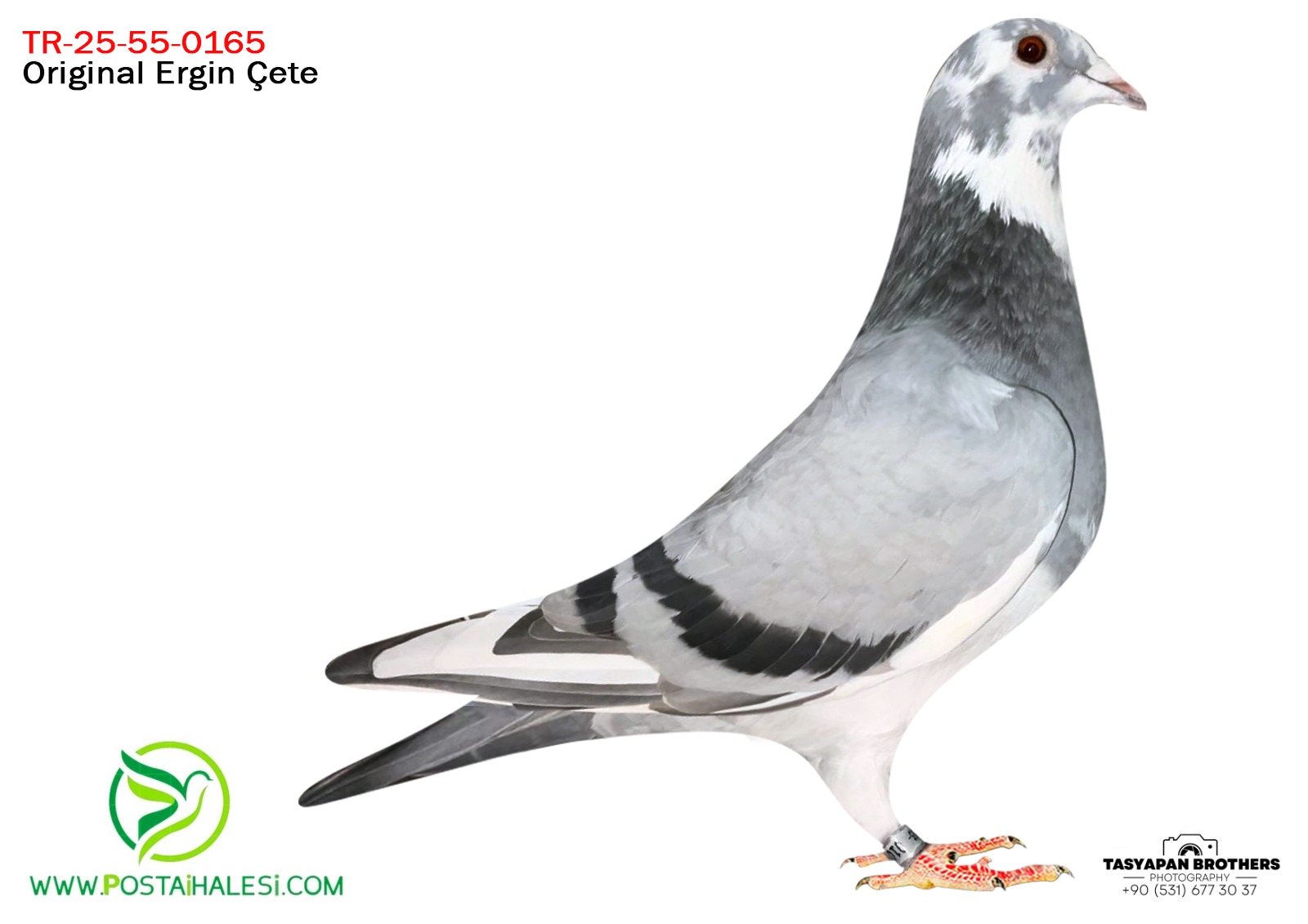 TR 25-55-0165 PORŞHE 911 - KİTTEL