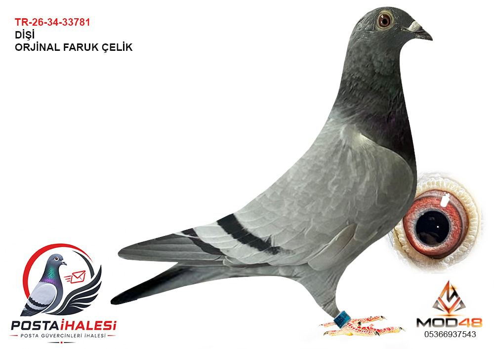 TR-26-34-33781 FARUK ÇELİK