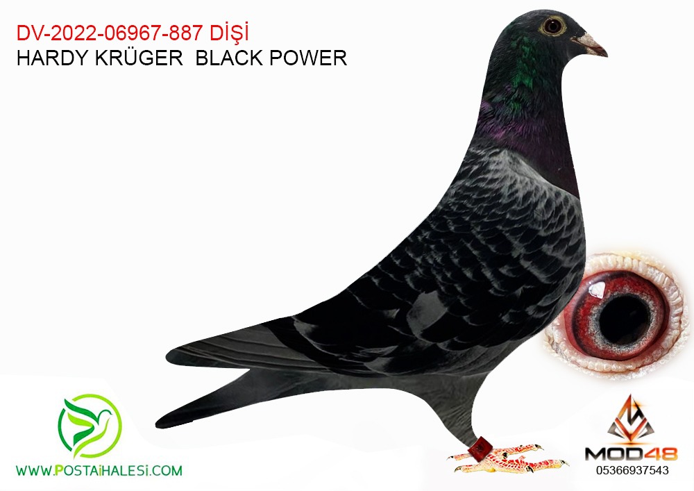 DV-22-06967-887 HARDY KRÜGER BLACK POWER