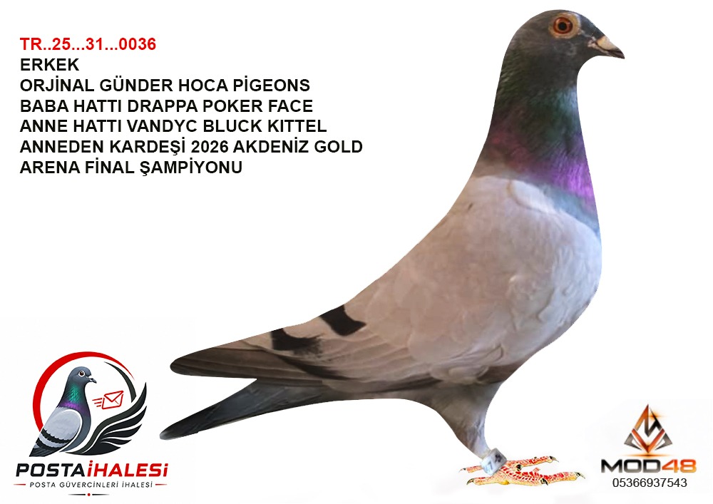 TR-25-31-0036  KİTTEL DRAPA ANNEDEN KARDEŞİ 2026 AKDENIZ GOLD ARENA FİNAL ŞAMPIYONU 
