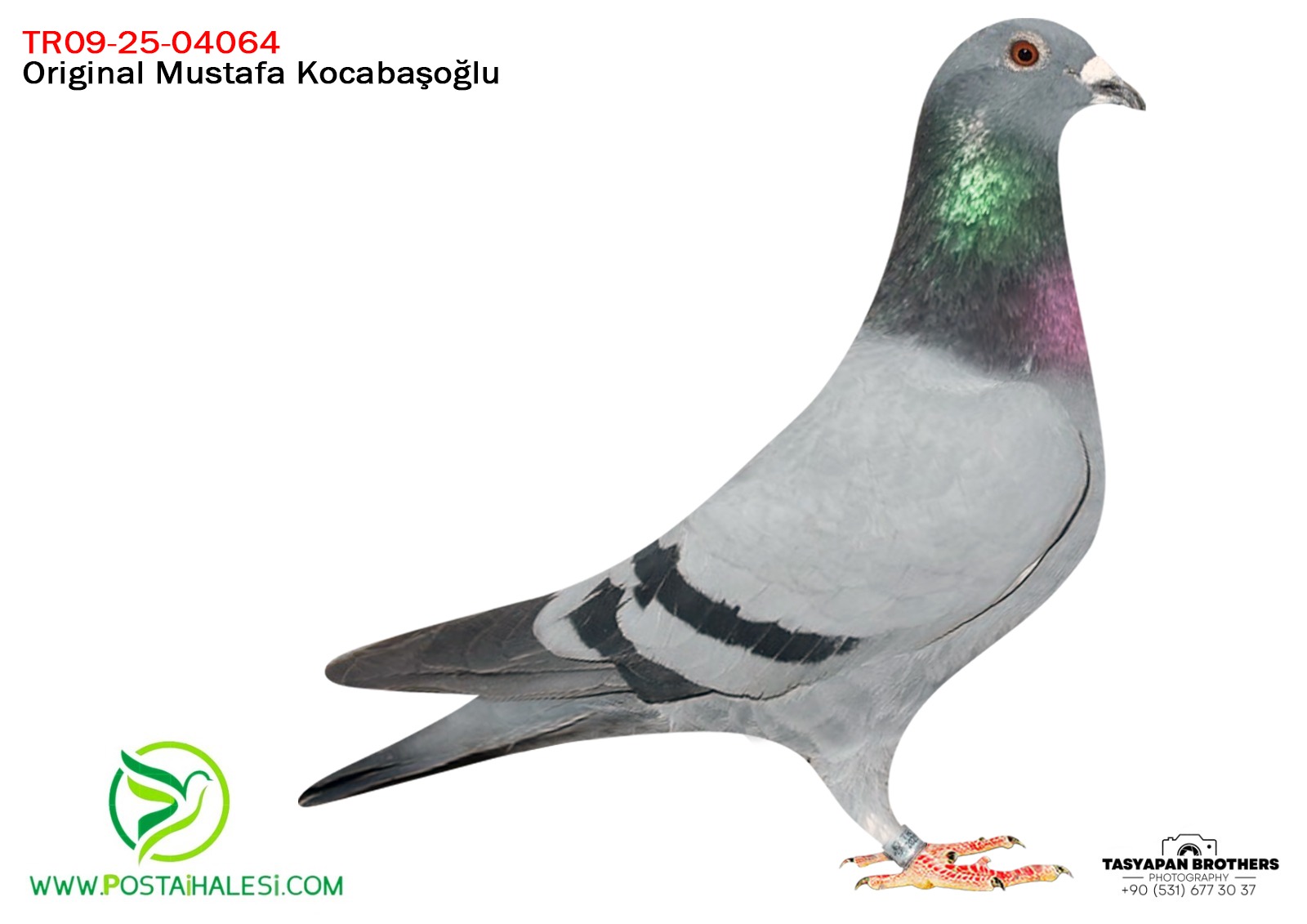 TR-09-25-04064 JANSEN&ROZENS&WİLLEMS&FİGO