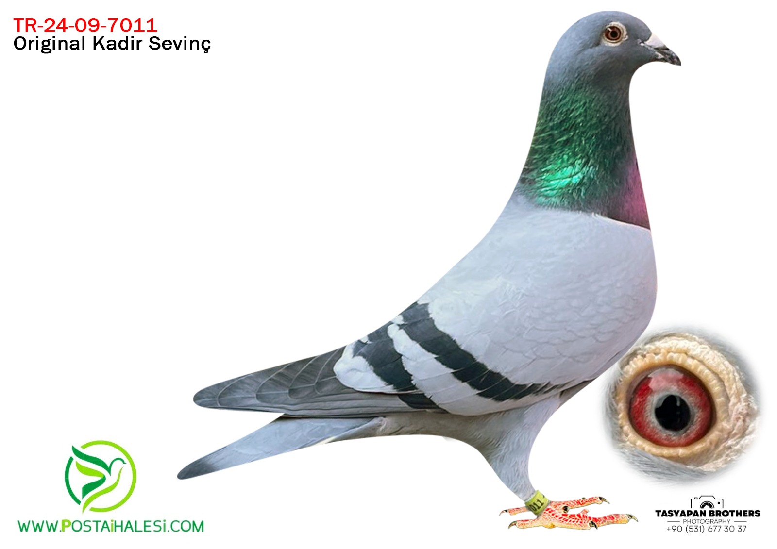 TR-24-09-7011 GABY&SABLON&KOPMAN BABADAN KARDEŞİ 600 KM FİNAL 1