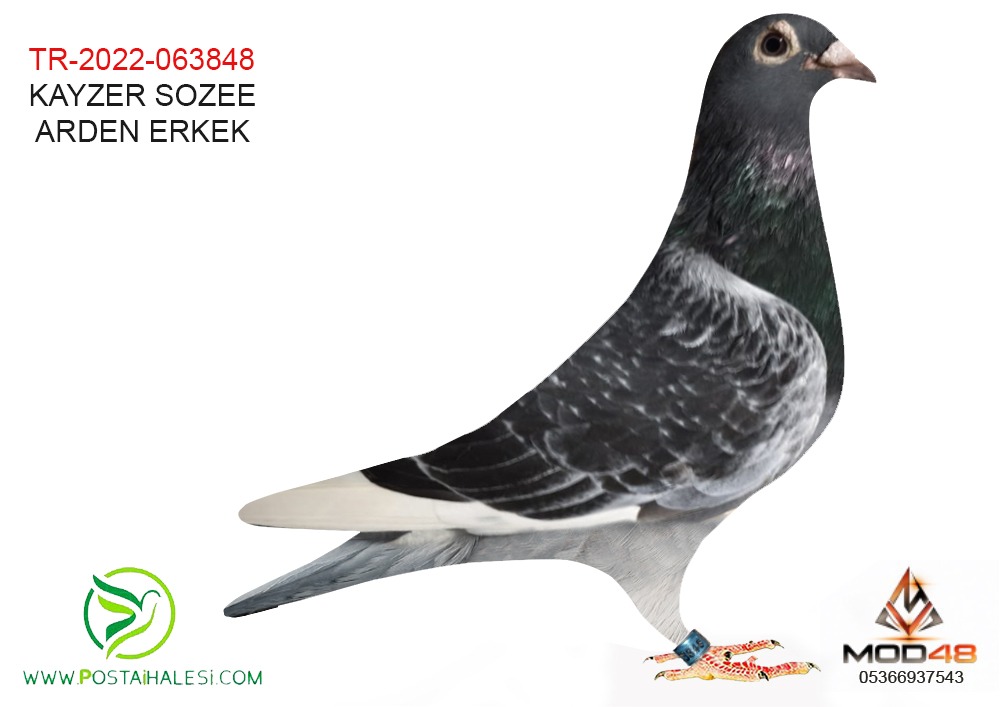 TR-22-063848 % JAN AARDEN DOLLE