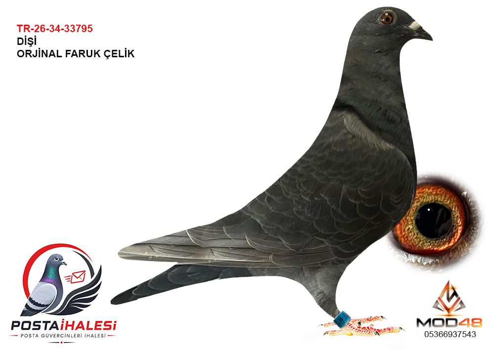 TR-26-34-33795 FARUK ÇELİK