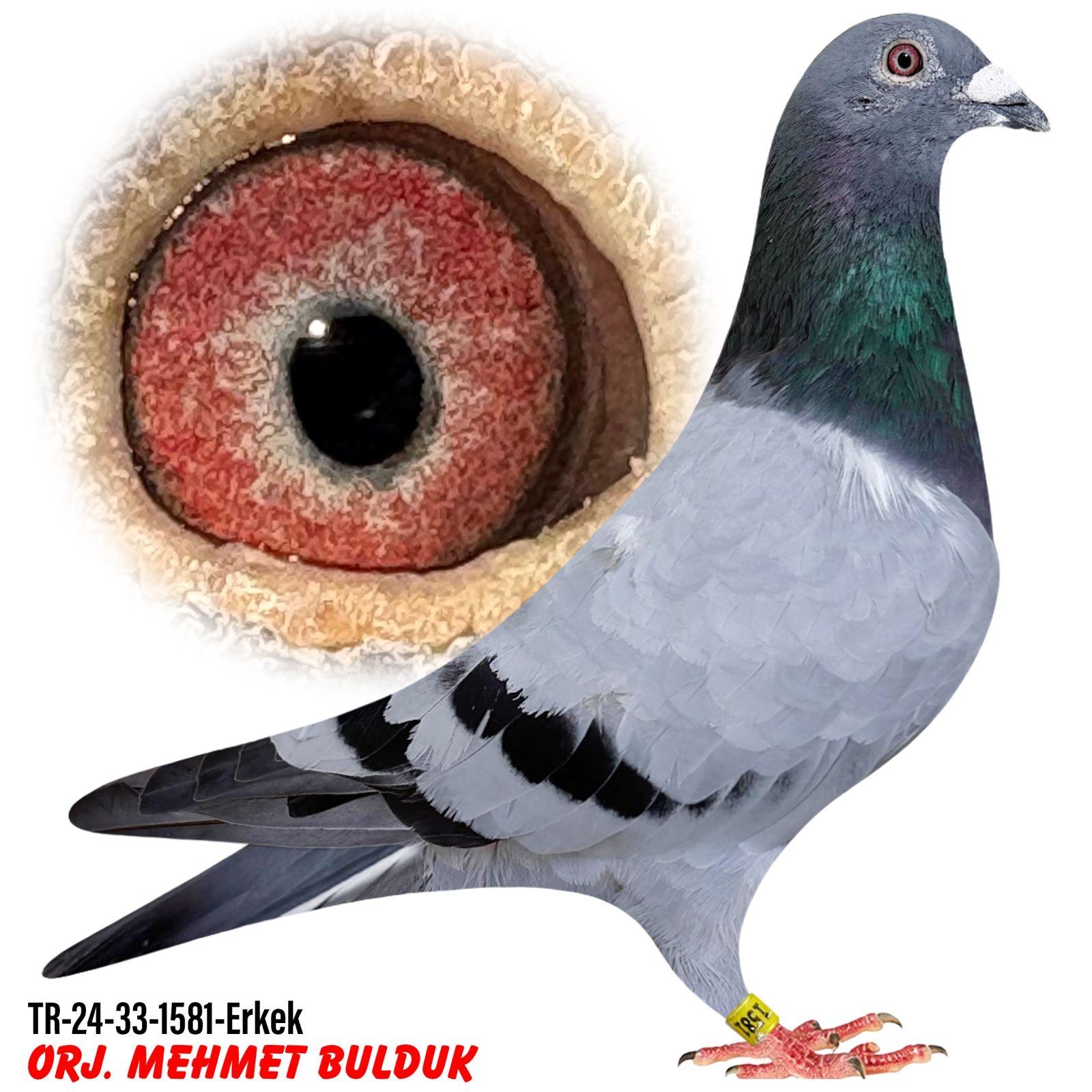 TR-24-33-1581 MEHMET BULDUK