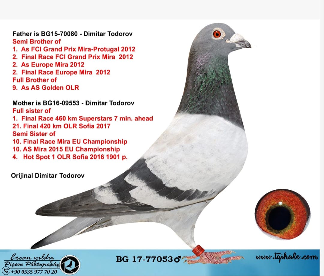 BG 17-77053 SÜPER BEREDER TORUN TODOROV