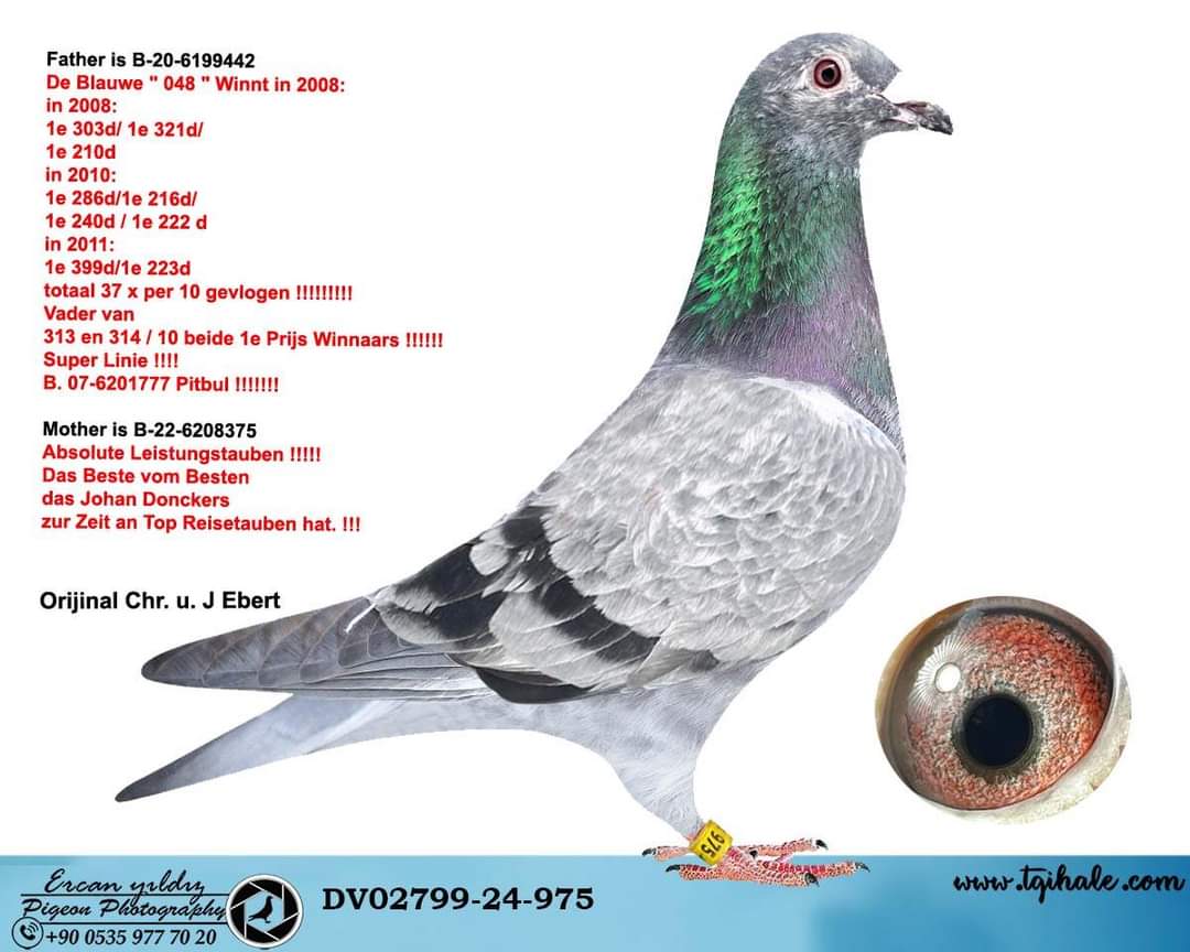 B 20-02799-24-975 PİTBUULL