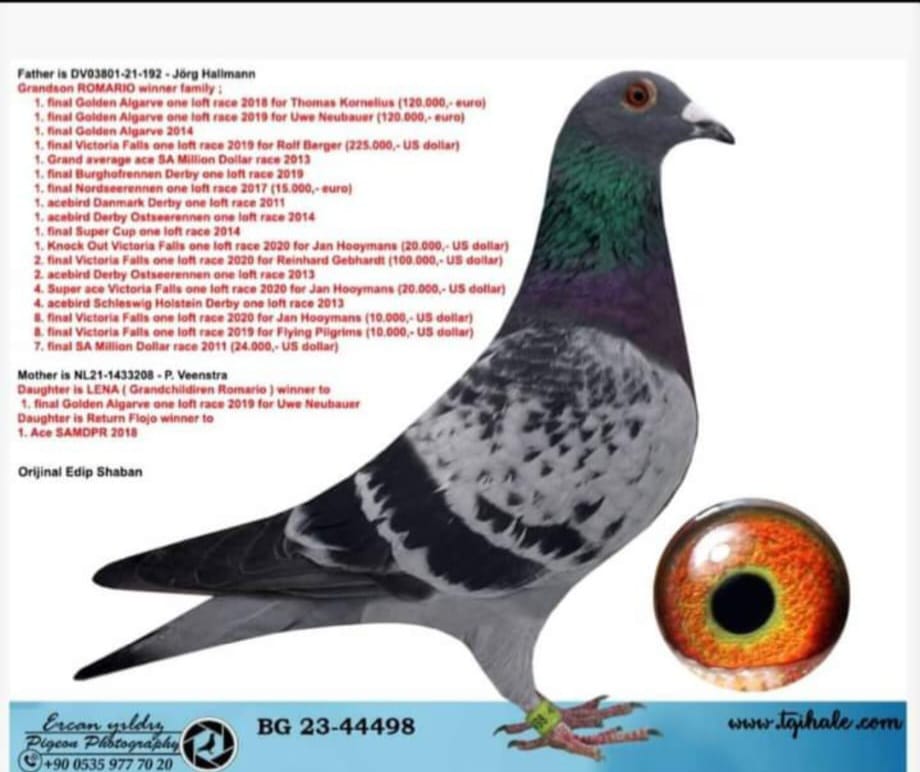 BG 23-44498 ROMARİO SPER NATURAL LENA