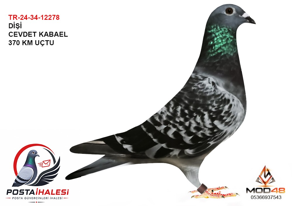 TR24-34-12278 CEVDET KABAEL RİCK WALTER 370 KM UCTU