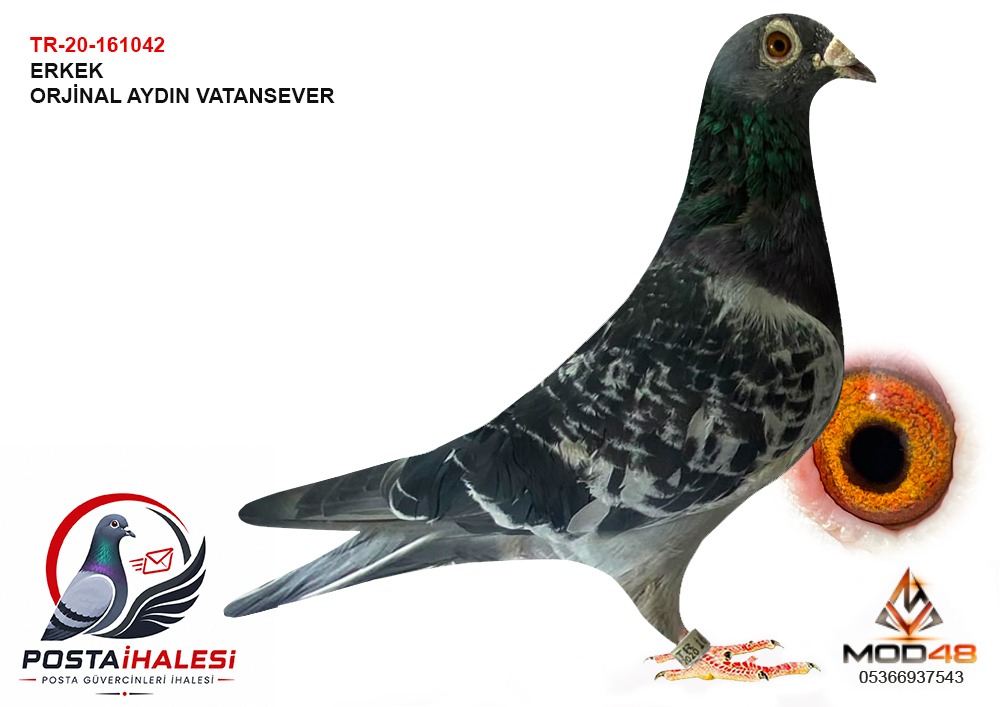 TR-20-161042 ORJİNAL AYDIN VATANSEVER