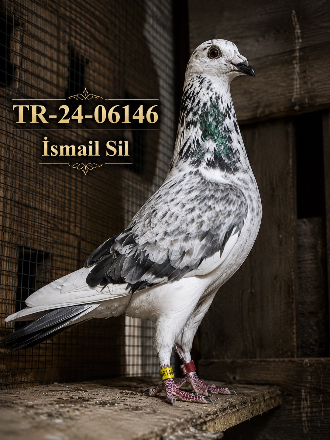 TR-24-06146 İSMAİL SİL