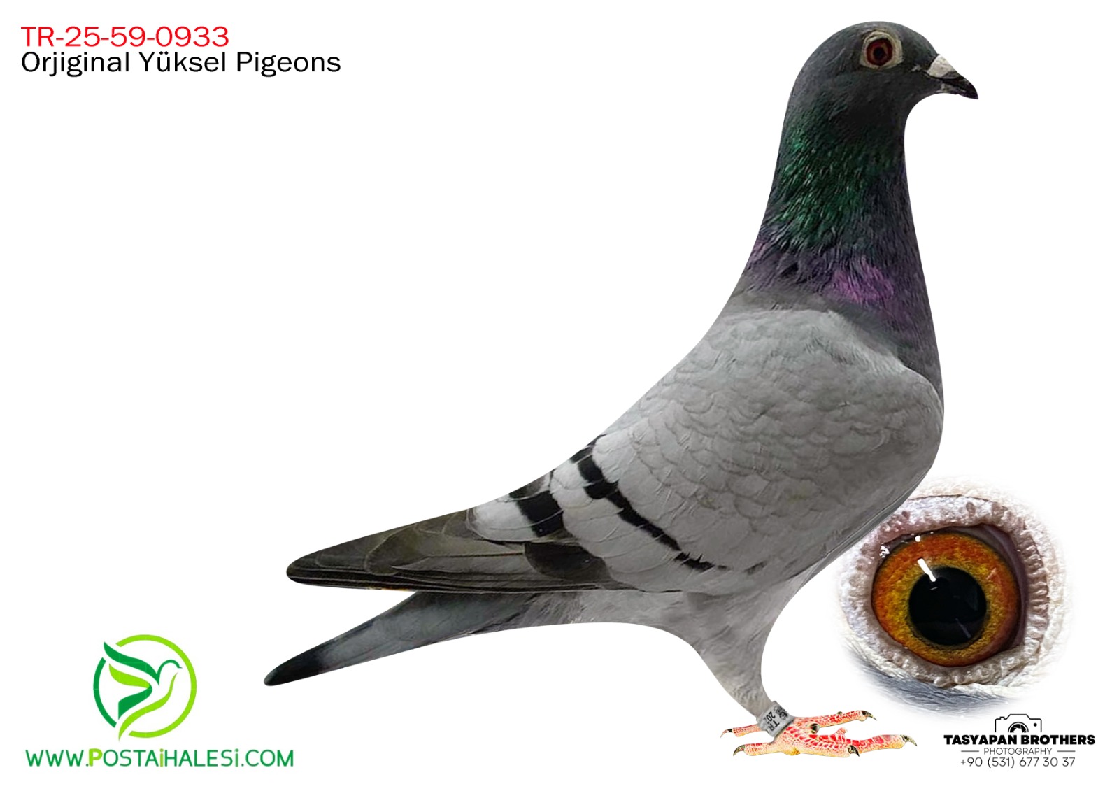 TR-25-59-0933 LEO HEREMANS &SG. STEFFLE %100 NEYMAR