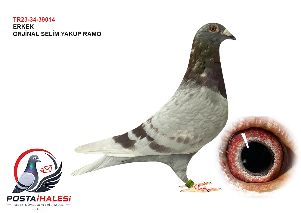 TR23-34-39014 SELİM YAKUP RAMO 500 KM final 71 Ace 121 derby 10