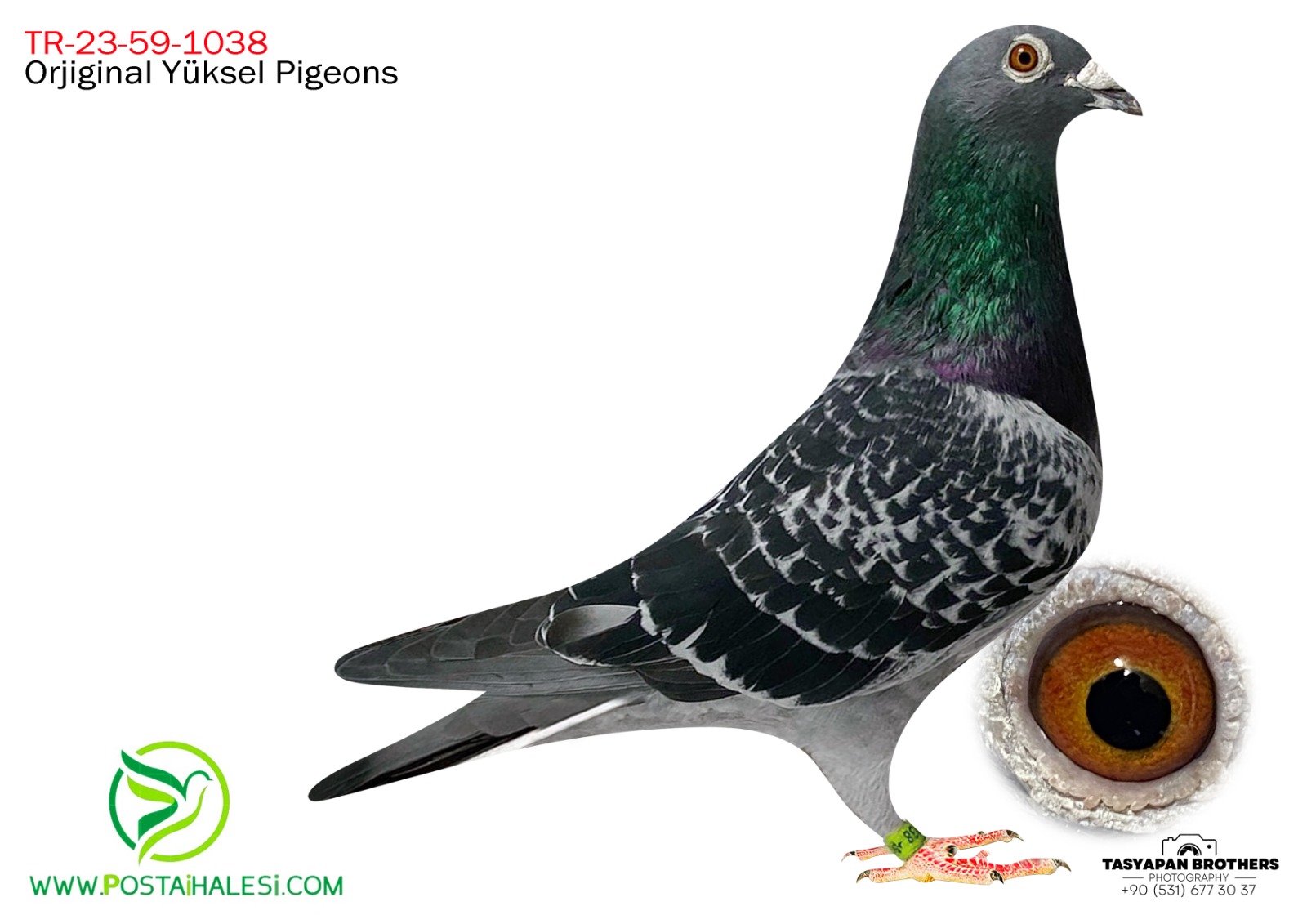 TR-23-59-1038 %100 G.VANDENABEELE