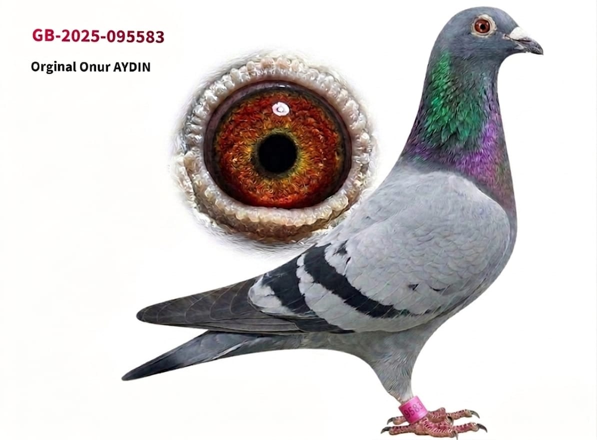GB 25-095583 ORJ ONUR AYDIN