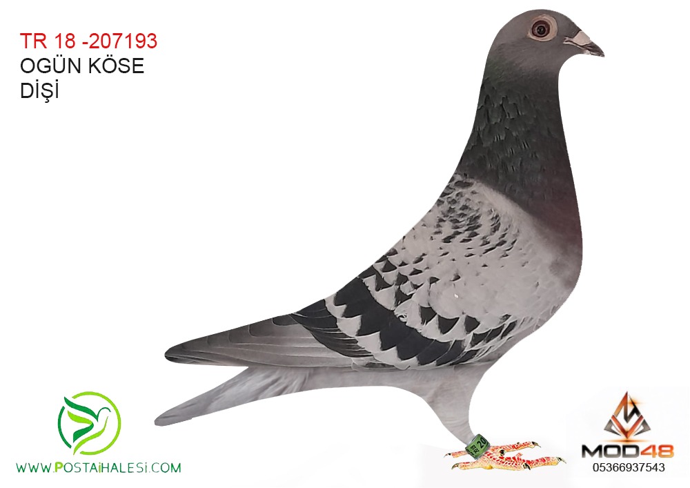TR-2018-207193 OGÜN KÖSE