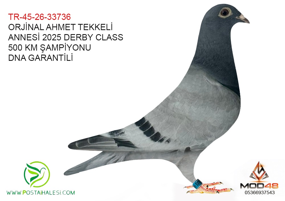 TR-45-26-33736 ANNESİ DERBY CLASS FİNAL ŞAMPİYONU