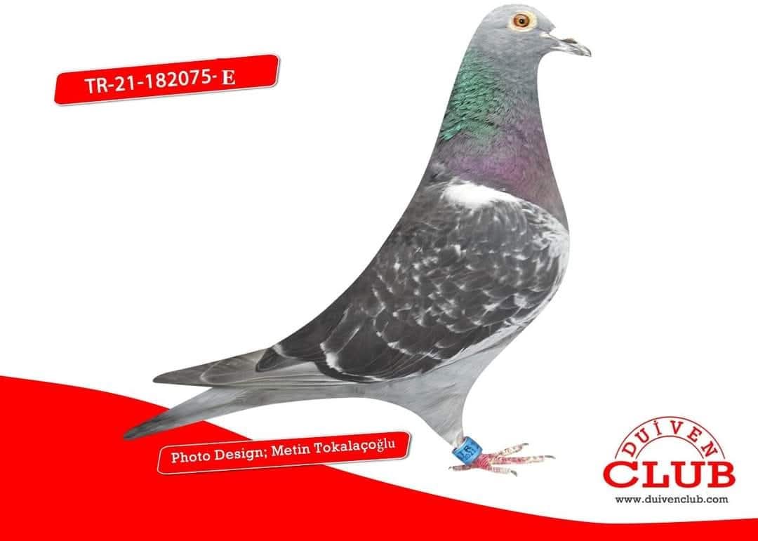 TR-21-182075 VARDAR KARDEŞLER KARA DAYI  WANROY